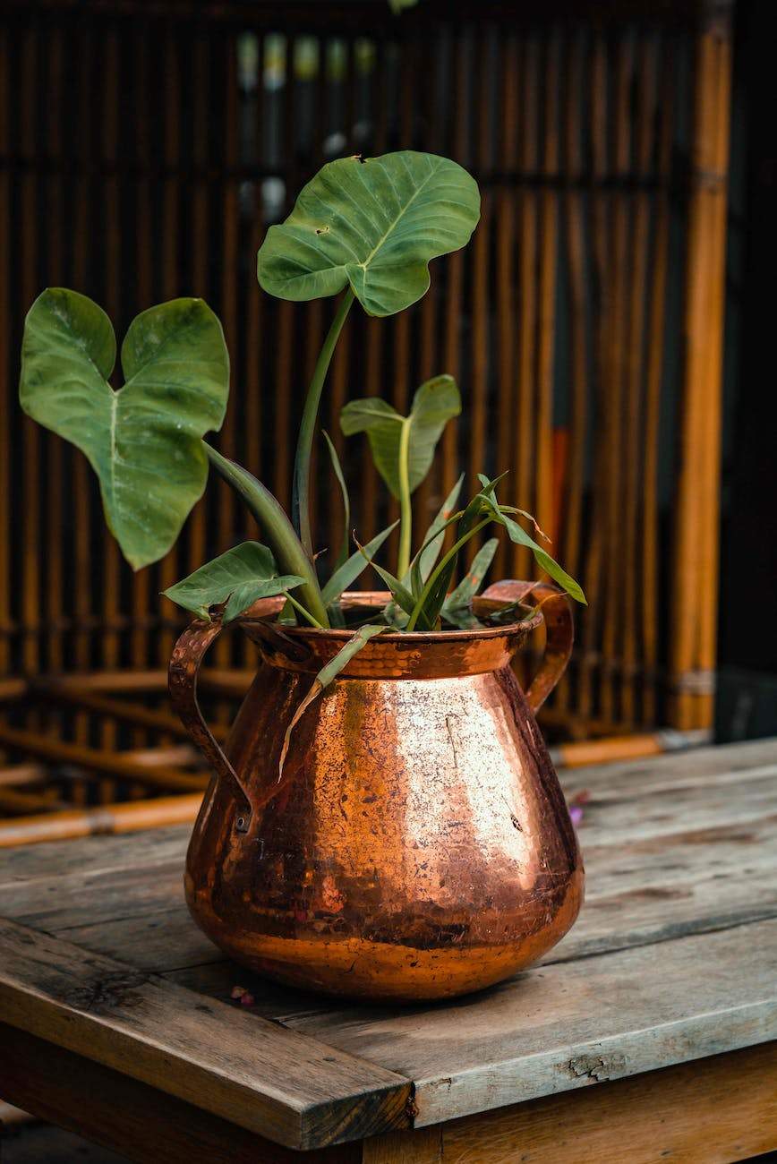 copper bucket with a green plant